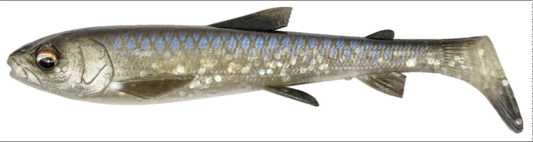 Savage Gear Whitefish Shad 12cm 14g